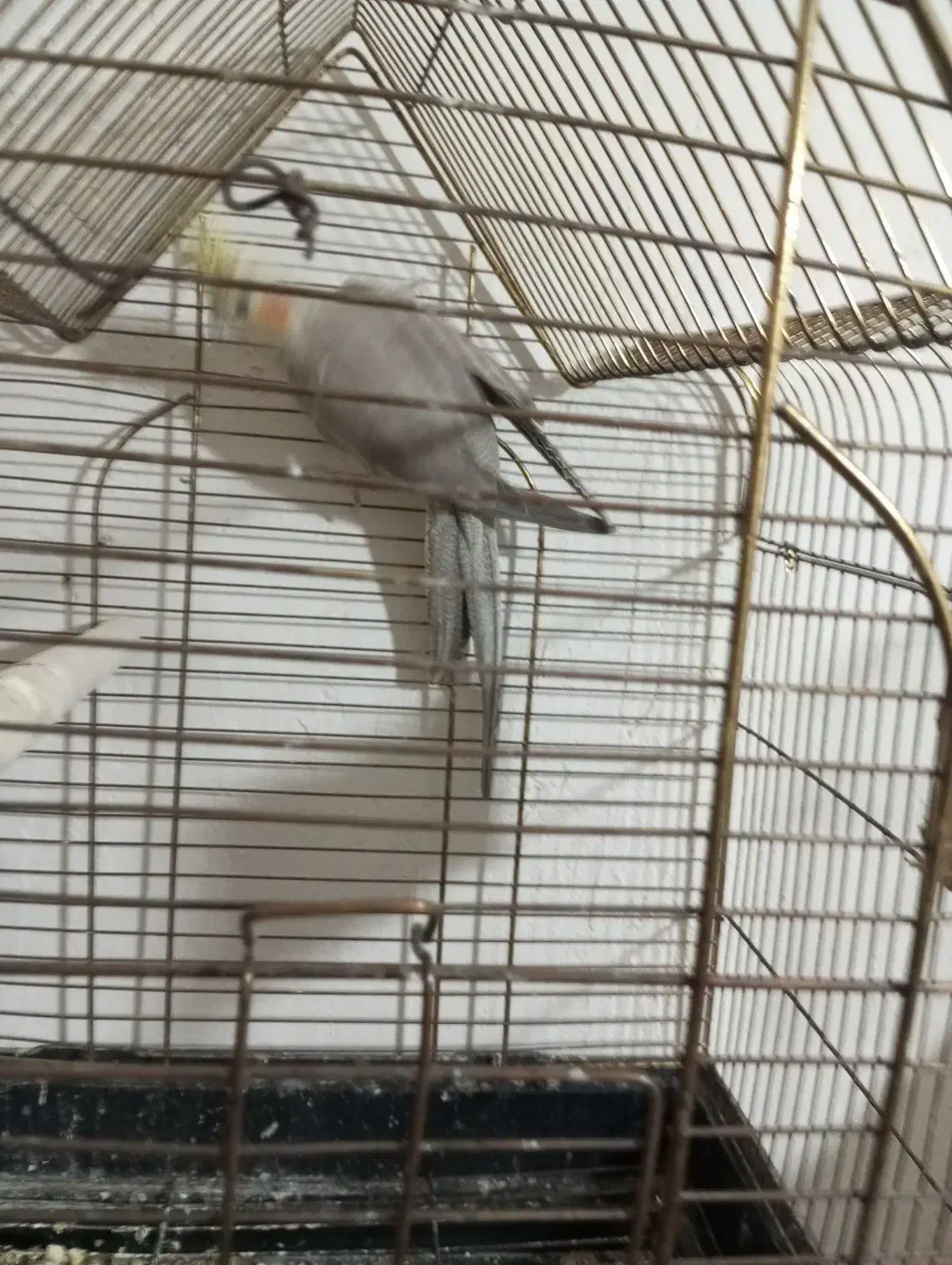 عروس آهویی بالغ .ماده|پرنده|چابهار, |دیوار