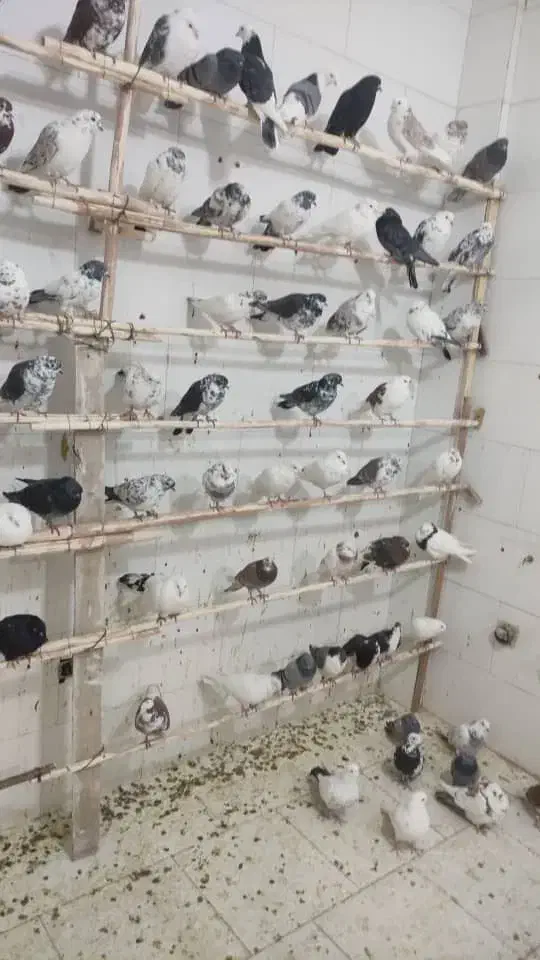 فروش  کبوتر‌کاشونی دمگیر طوقی شازده به قیمت خوب|پرنده|شاهین‌شهر, شهرک گلدیس|دیوار