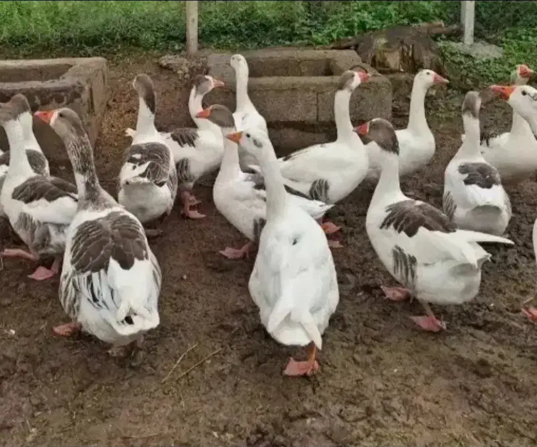 قاز محلی|حیوانات مزرعه|مریوان, |دیوار