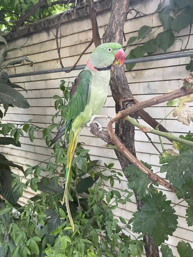 حیوانات گمشده|حیوانات|کرمانشاه, |دیوار