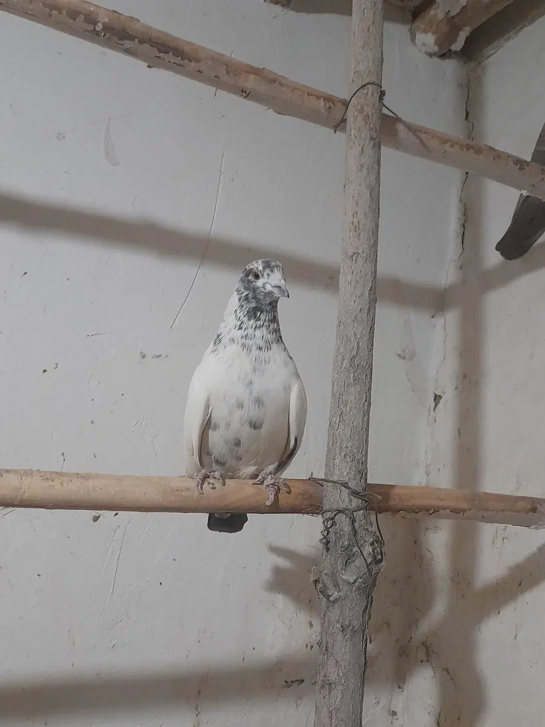 پرشی|پرنده|گل تپه, |دیوار