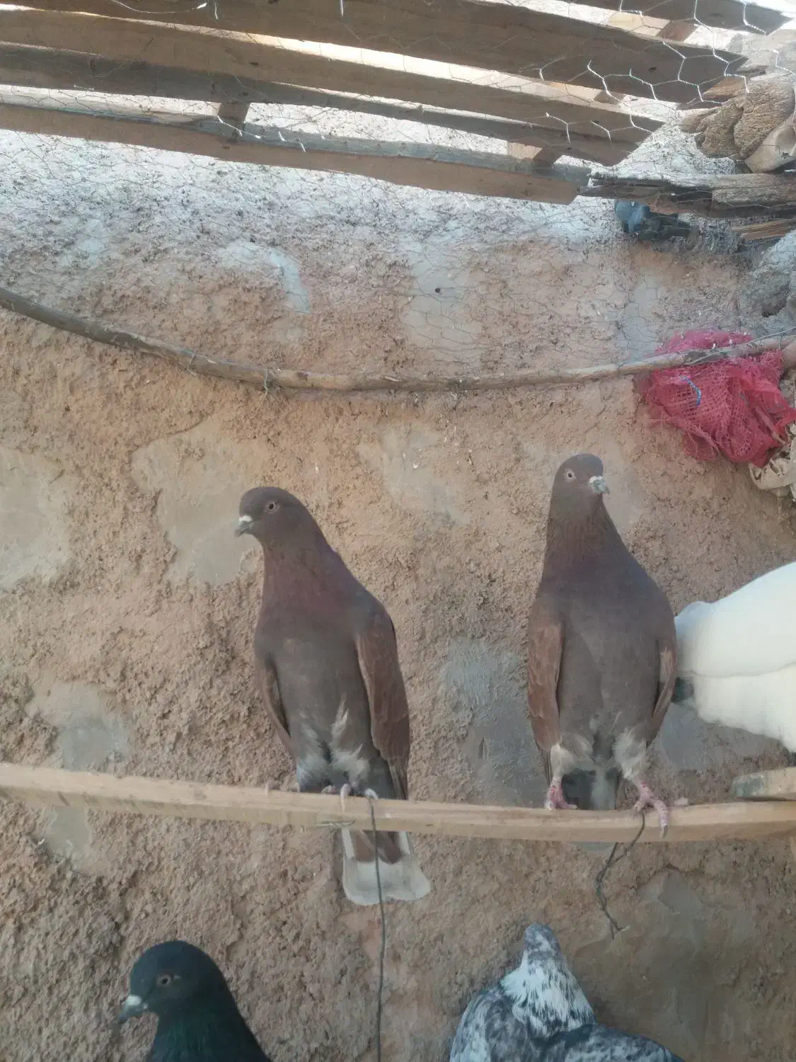 کبوتر|پرنده|شباب, |دیوار