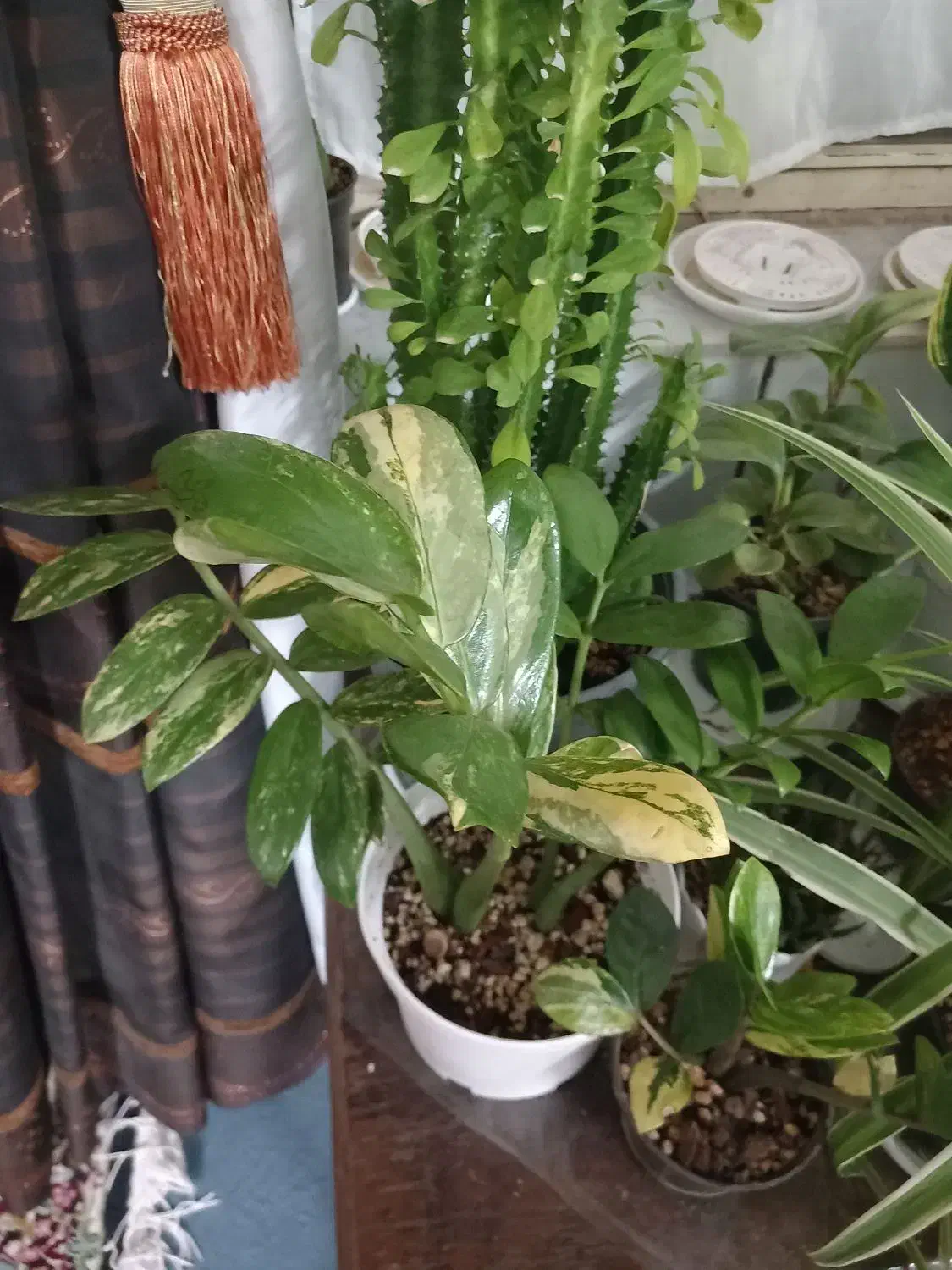 گیاه زامیفولیا ابلغ|گل و گیاه طبیعی|زرند, |دیوار