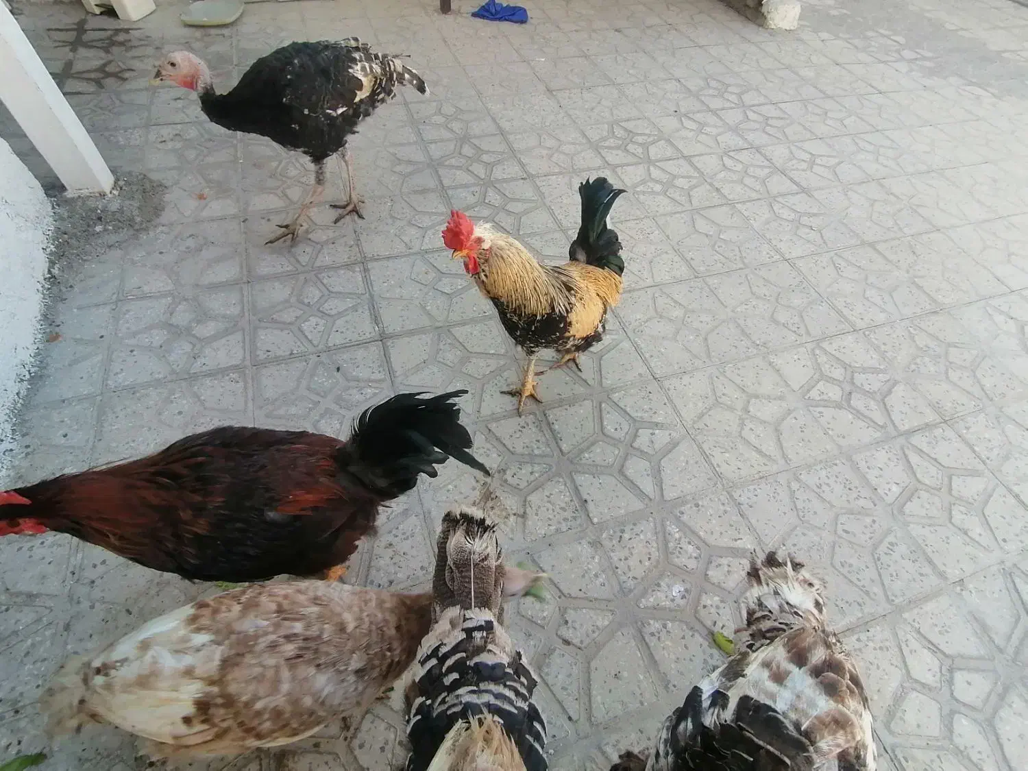 مرغ و خروس و بوقلمون باشت|حیوانات مزرعه|باشت, |دیوار