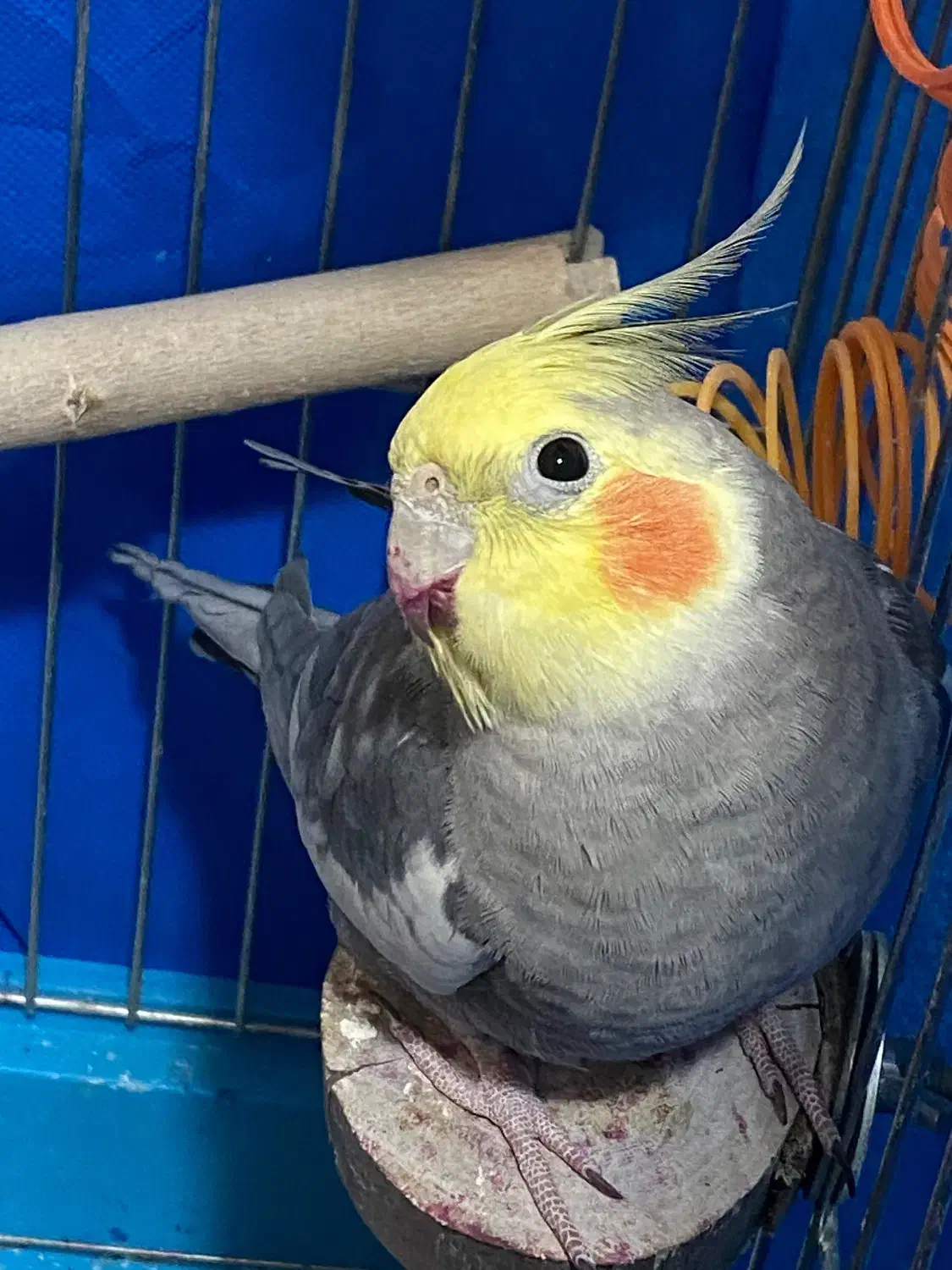 عروس هلندی|پرنده|ری, دیلمان|دیوار