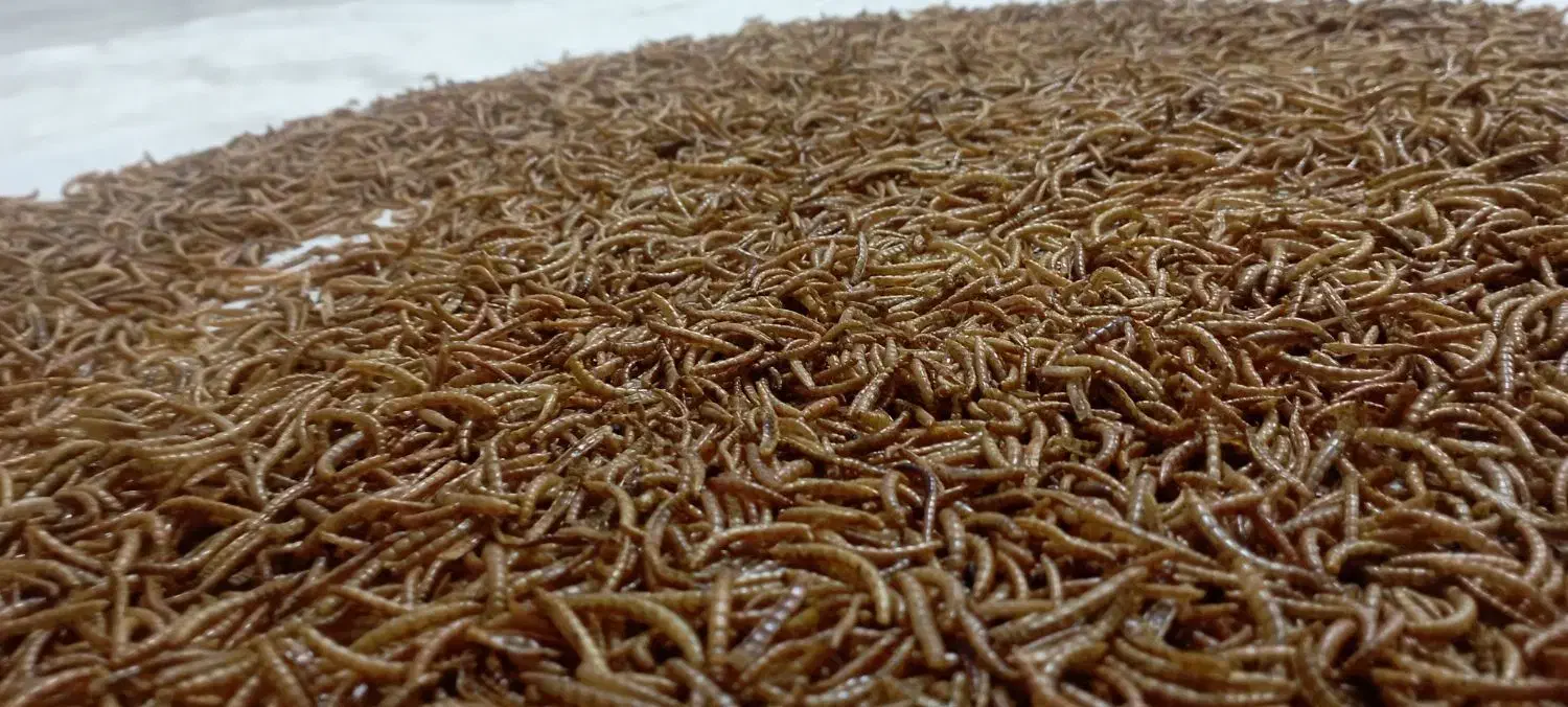 میلورم خشک|خزنده|سنندج, |دیوار