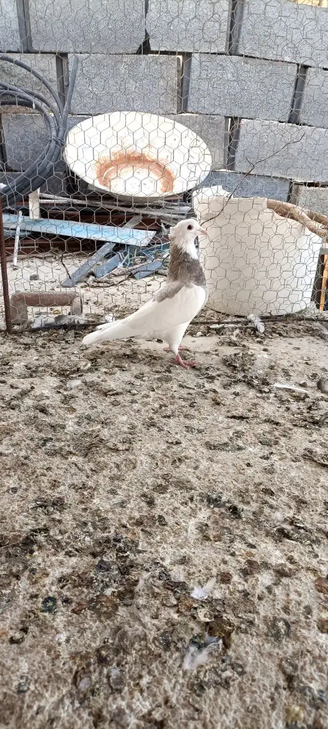 سینه سوسنی طوقی سوسنی|پرنده|مرودشت, استادیوم‎|دیوار