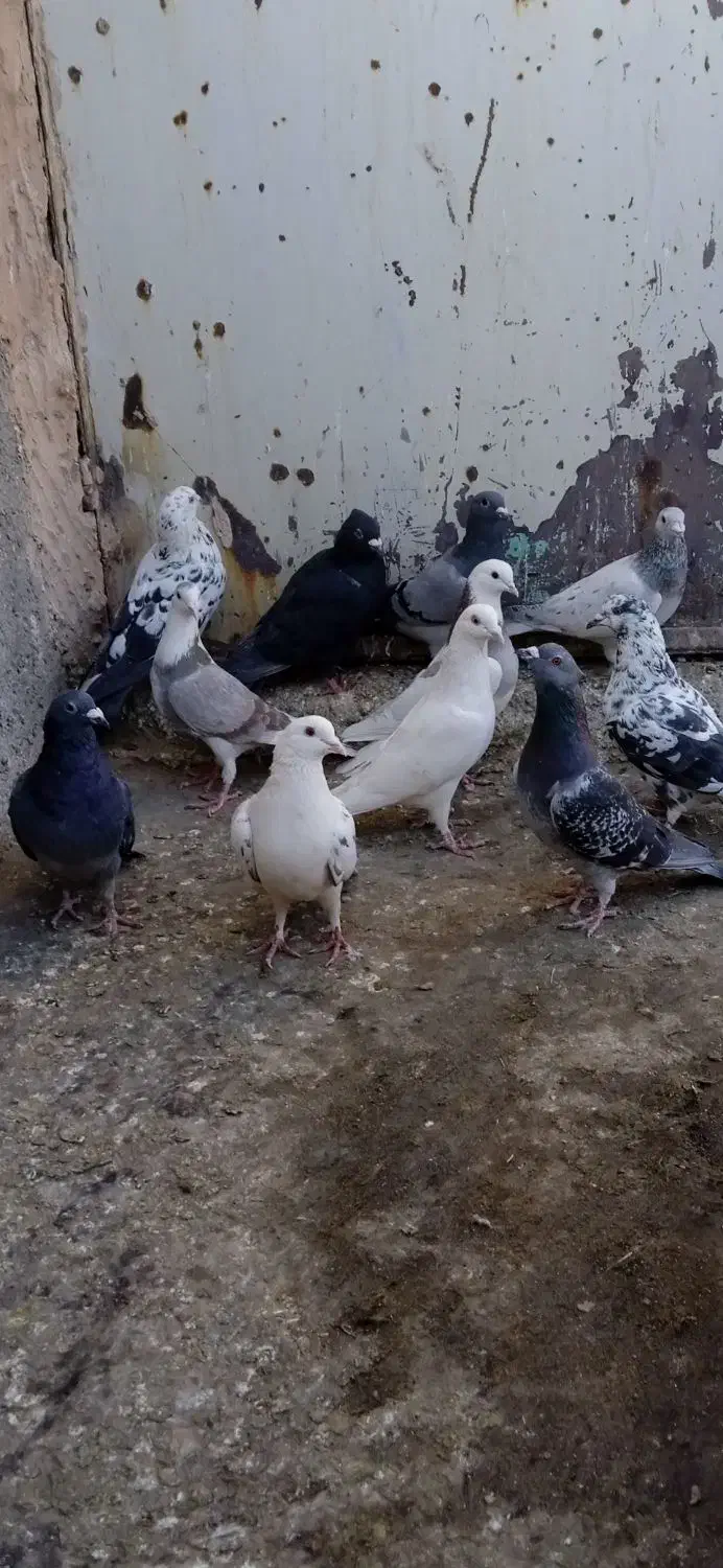 کبوتر|پرنده|سبزوار, کلاته سیفر|دیوار