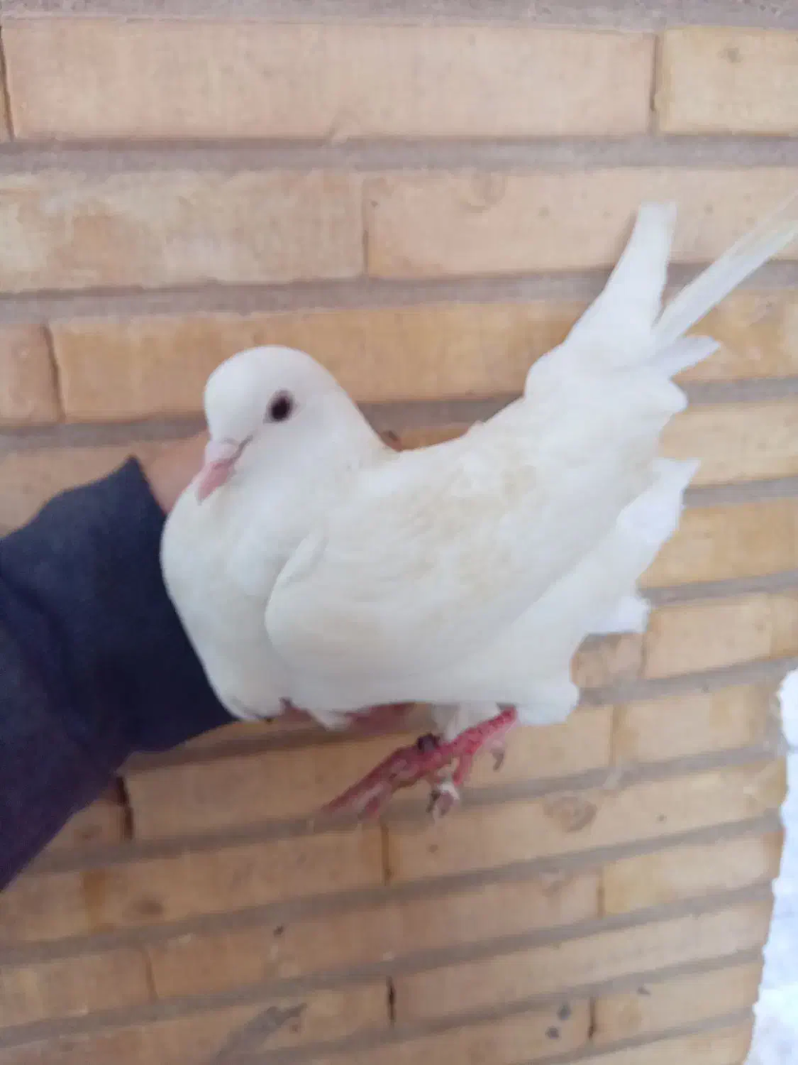 پرنده لوت|پرنده|خرمشهر, |دیوار