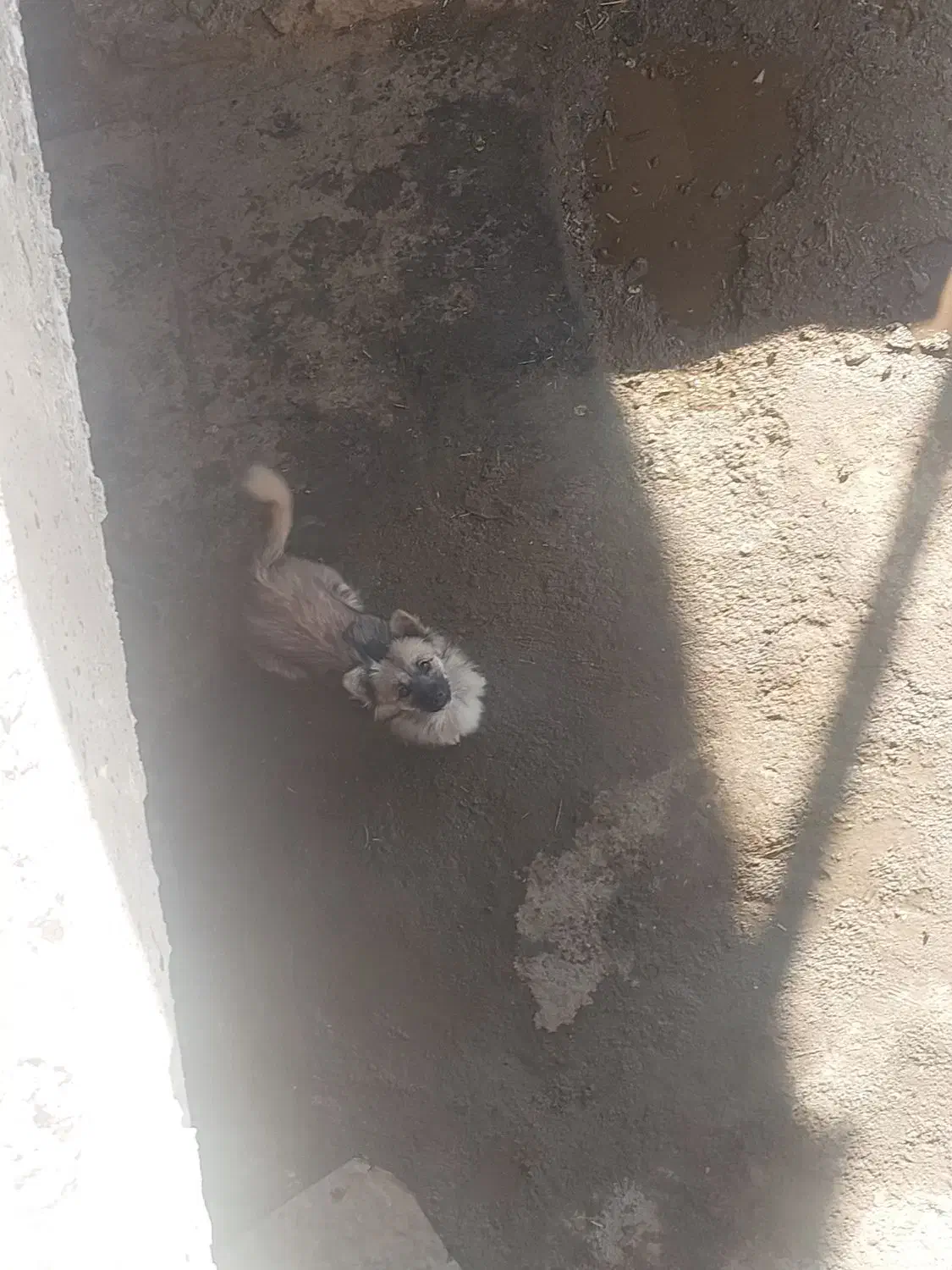 سگ پامر|سگ|کرمانشاه, |دیوار