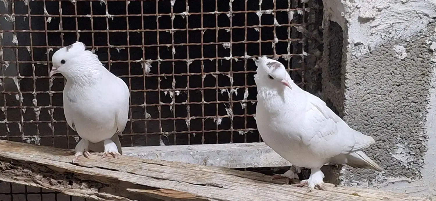 کبوتر بوشهری|پرنده|خورموج, |دیوار