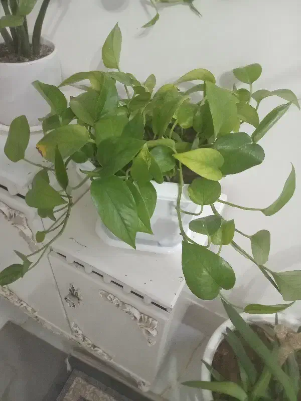 گل پتوس|گل و گیاه طبیعی|تربت‌حیدریه, منظر|دیوار