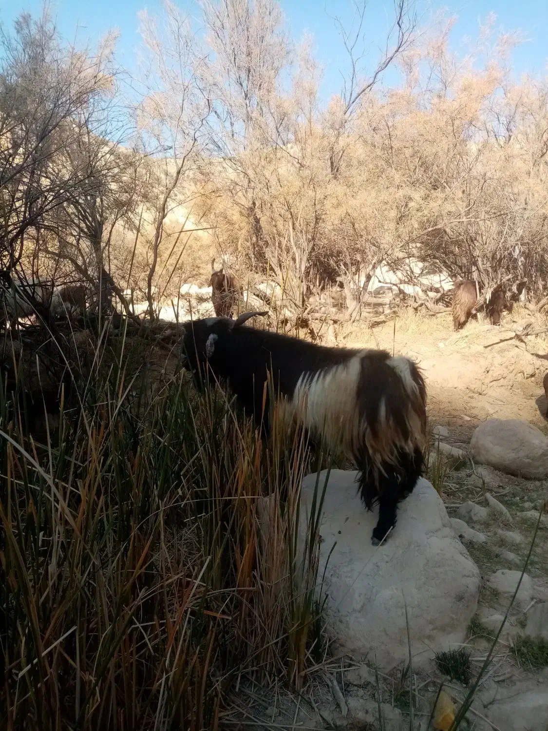 پازن ترکی|حیوانات مزرعه|دشمن زیاری, |دیوار