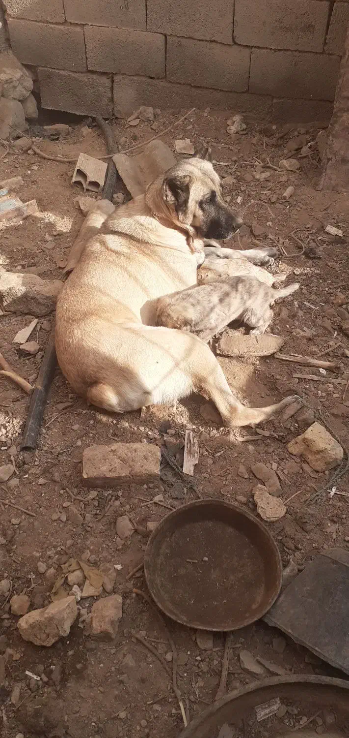 ماده گوسفندی|سگ|قائن, |دیوار