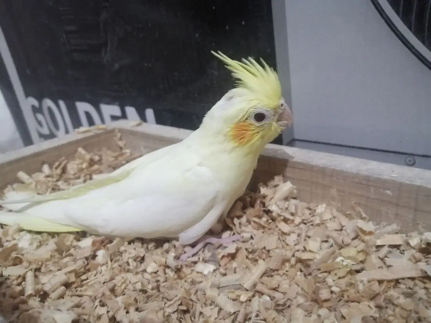 جوجه عروس|پرنده|بندرعباس, |دیوار