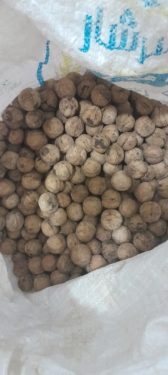 گردو وکشمش|حراج|امام, |دیوار