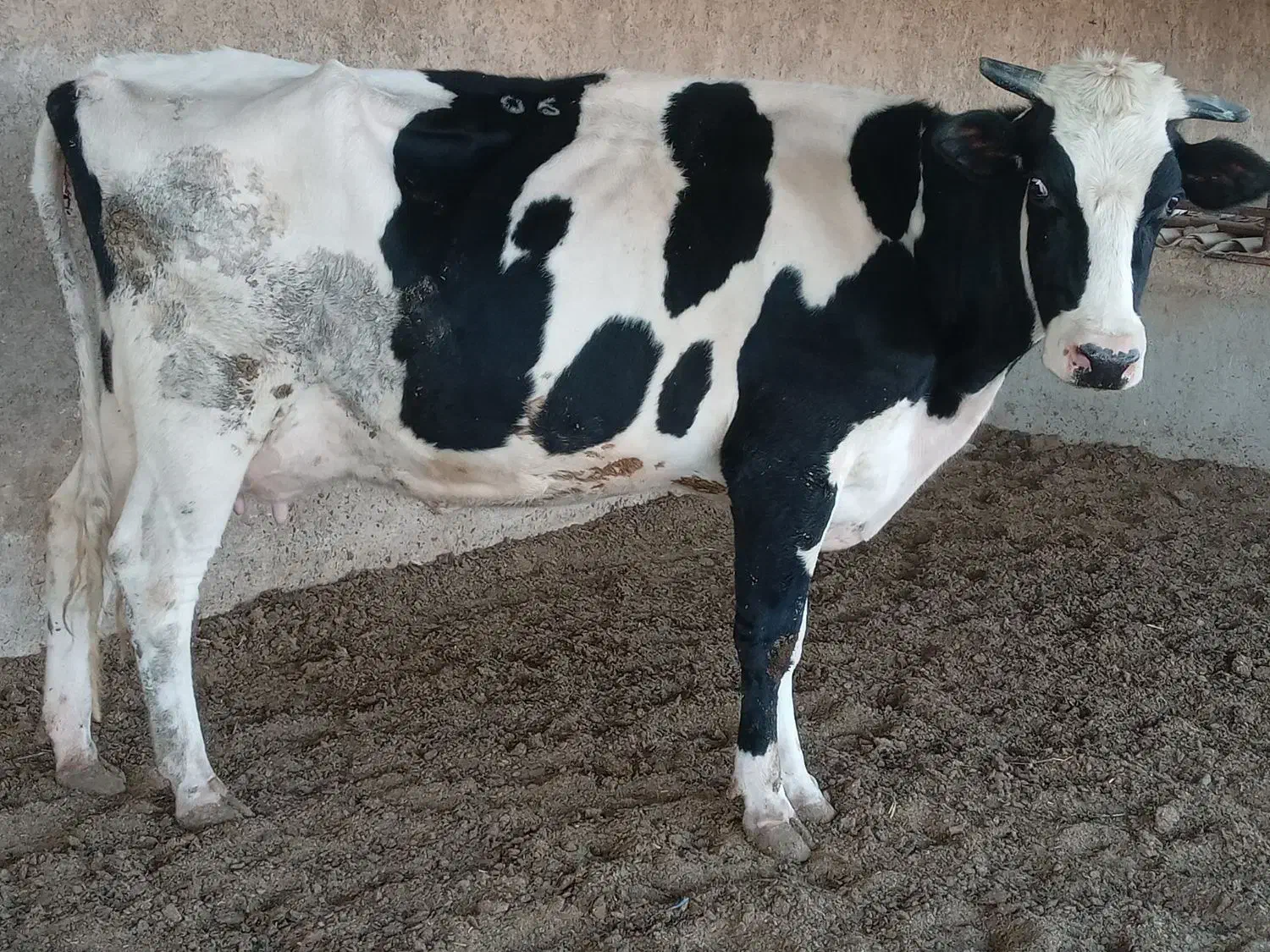 گاو شیری|حیوانات مزرعه|شیراز, بید زرد|دیوار