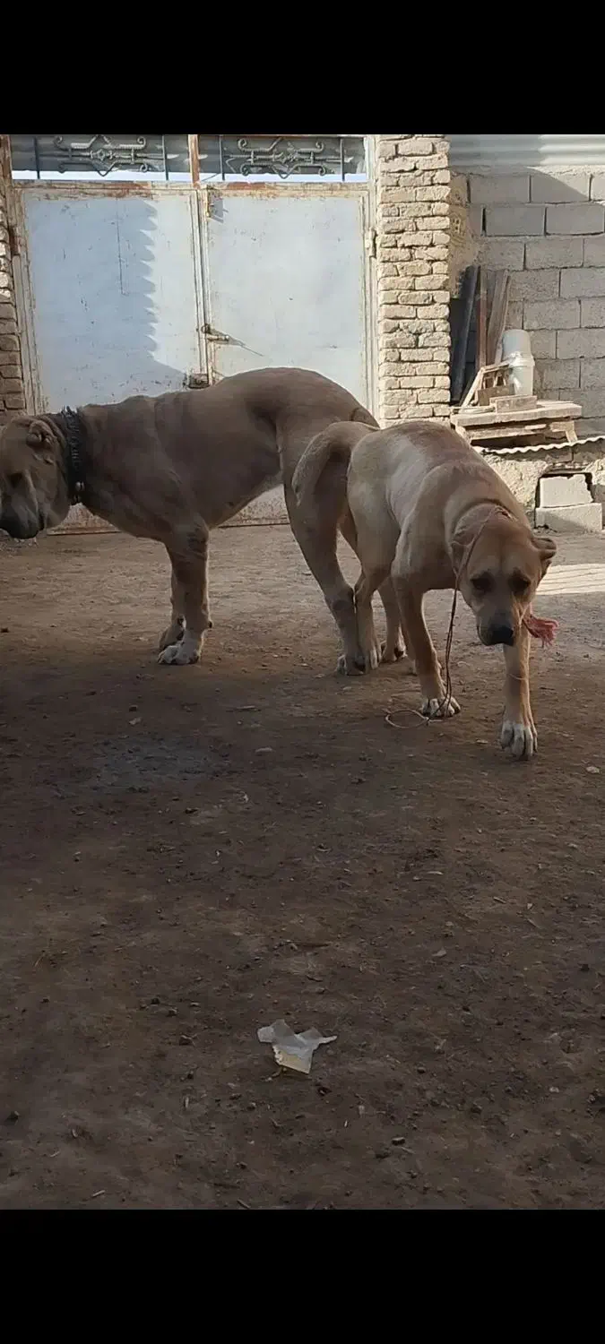 توله این سگ ها|سگ|فریمان, |دیوار