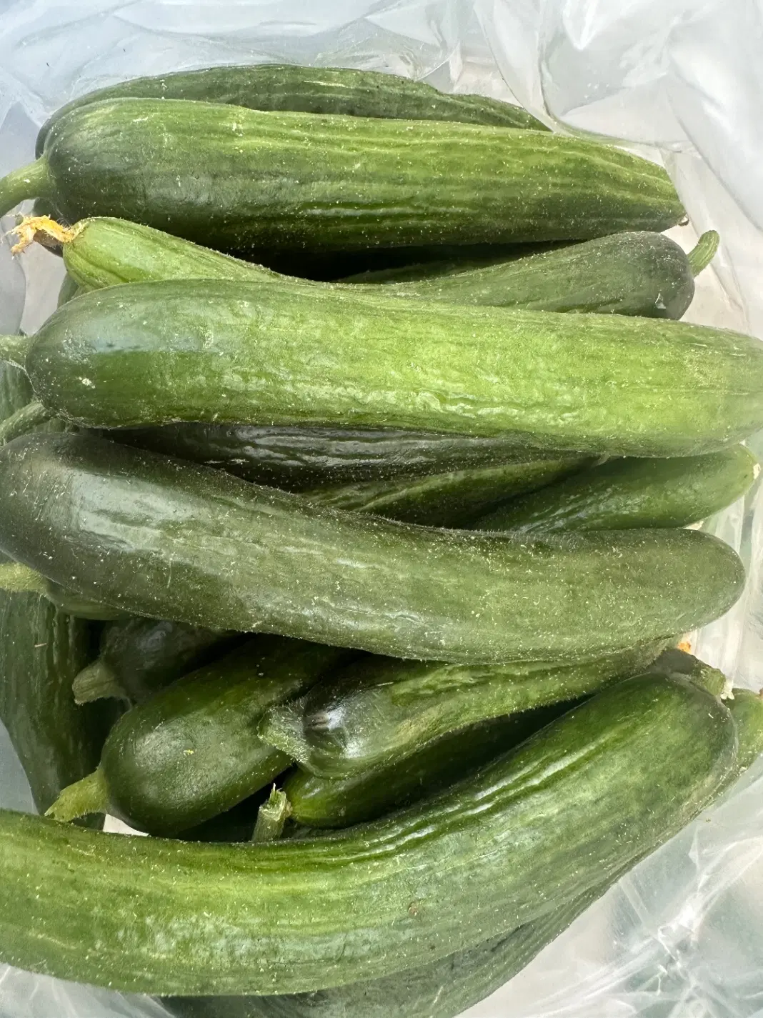 خیار|خوردنی و آشامیدنی|ارومیه, |دیوار
