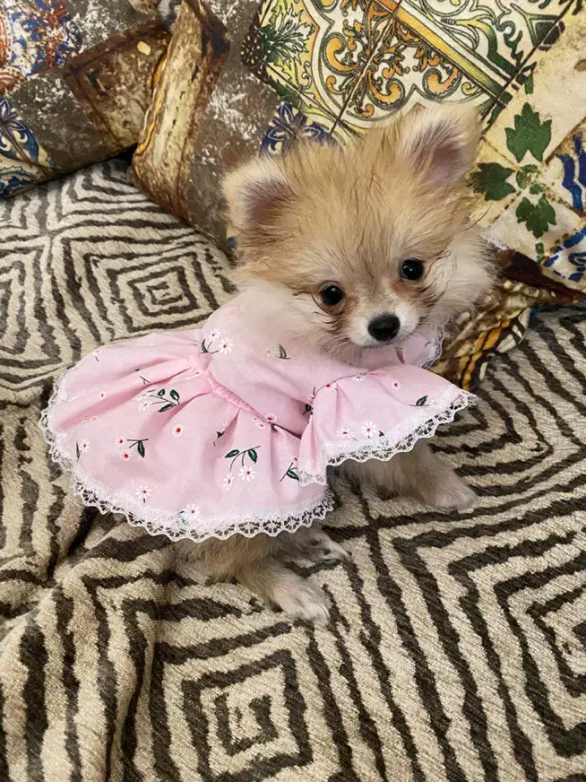 جفت نرو ماده پامر|سگ|کرج, گلشهر|دیوار