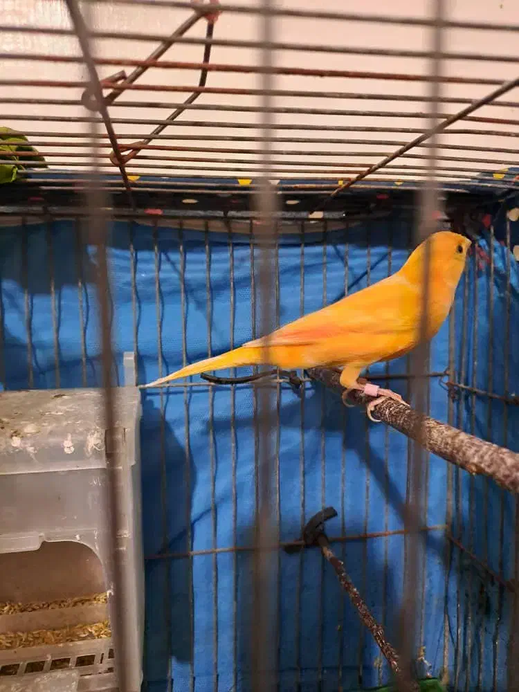 عروس سهره برزیلی قناری گلدین مینا|پرنده|فردیس, سپید دشت|دیوار