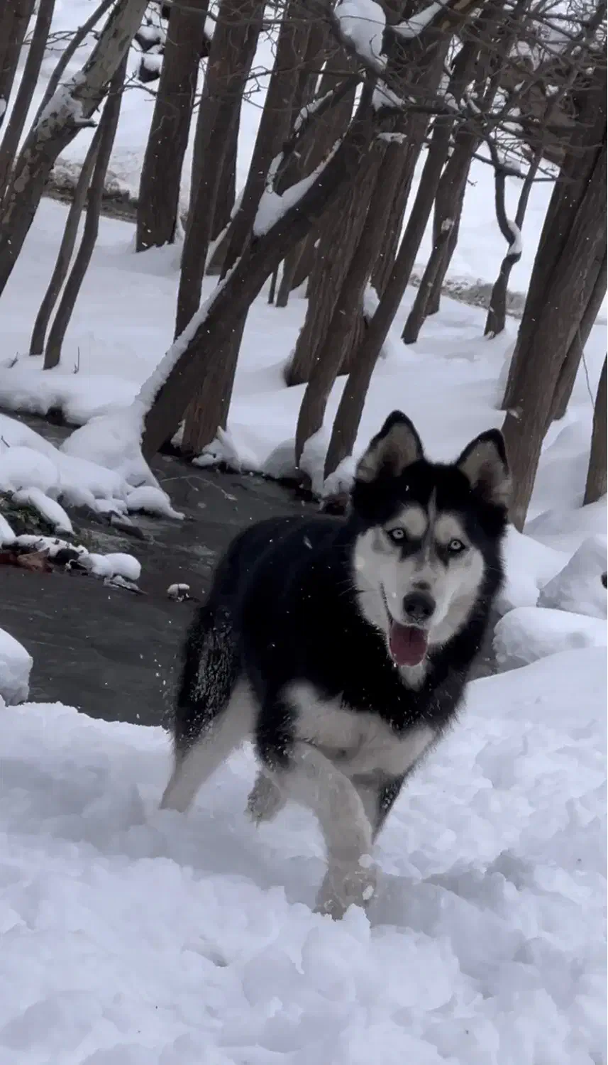 واگذاری رایگان سگ هاسکی|سگ|مشهد, الهیه|دیوار