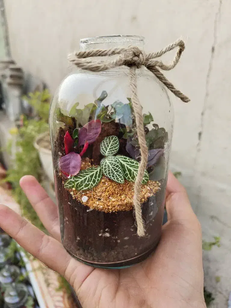 تراریوم|گل و گیاه طبیعی|تهران, افسریه جنوبی|دیوار