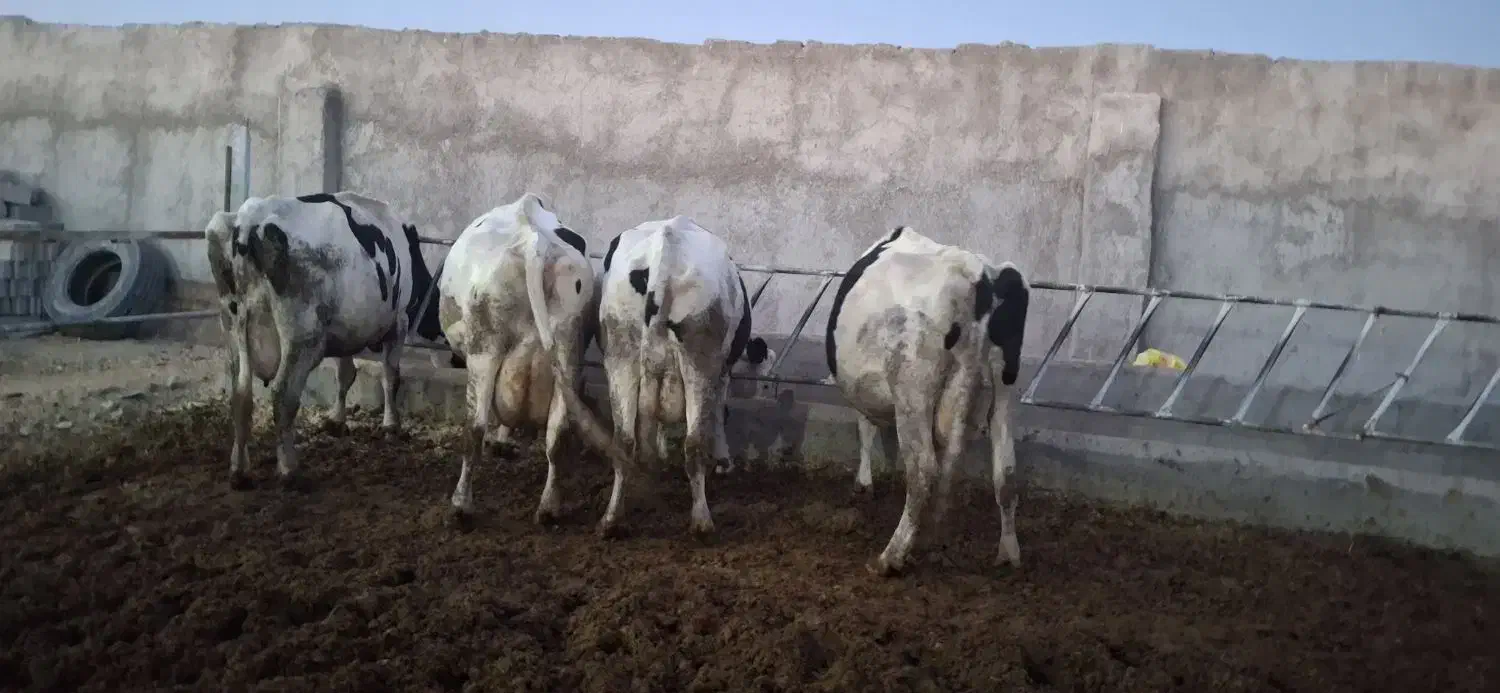 گاو شیری|حیوانات مزرعه|بجنورد, |دیوار