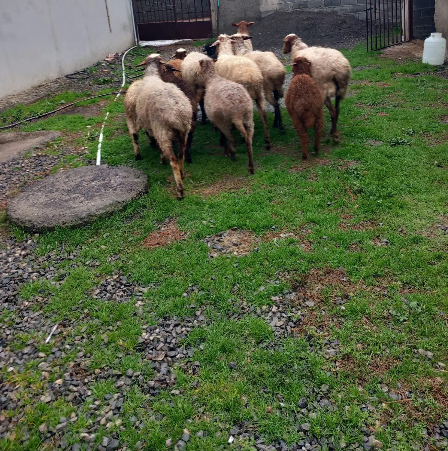 عرضه ۶ راس گوسفند همراه با بره|حیوانات مزرعه|گتاب, |دیوار