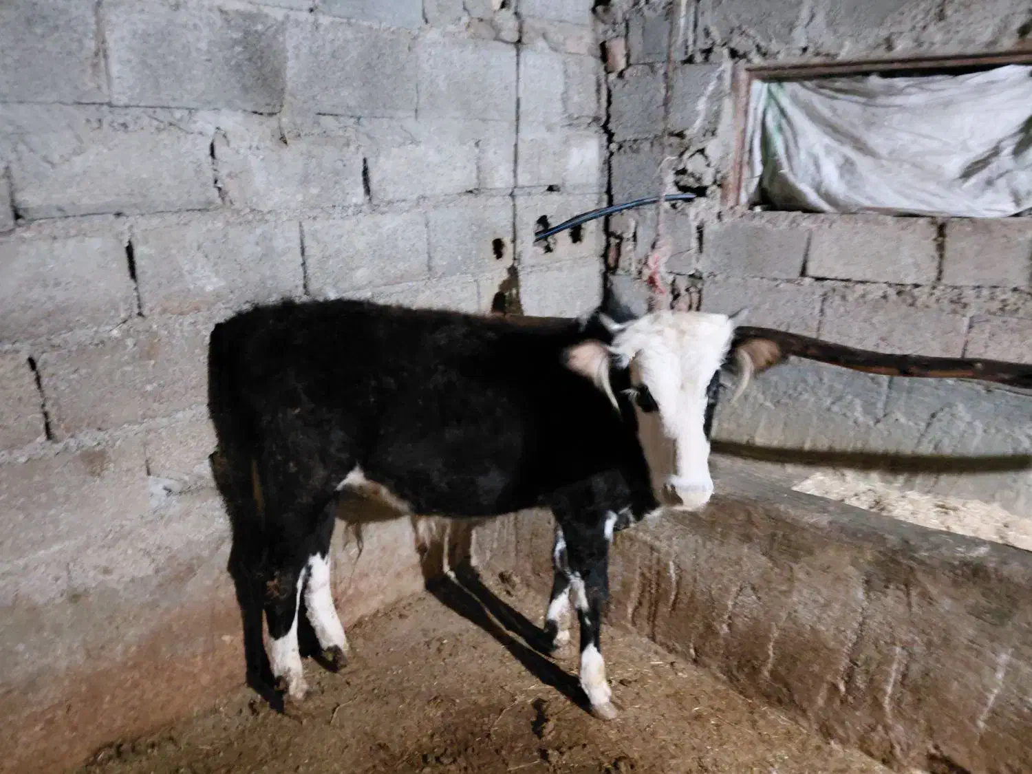 گوساله محلی نر|حیوانات مزرعه|شیرگاه, |دیوار