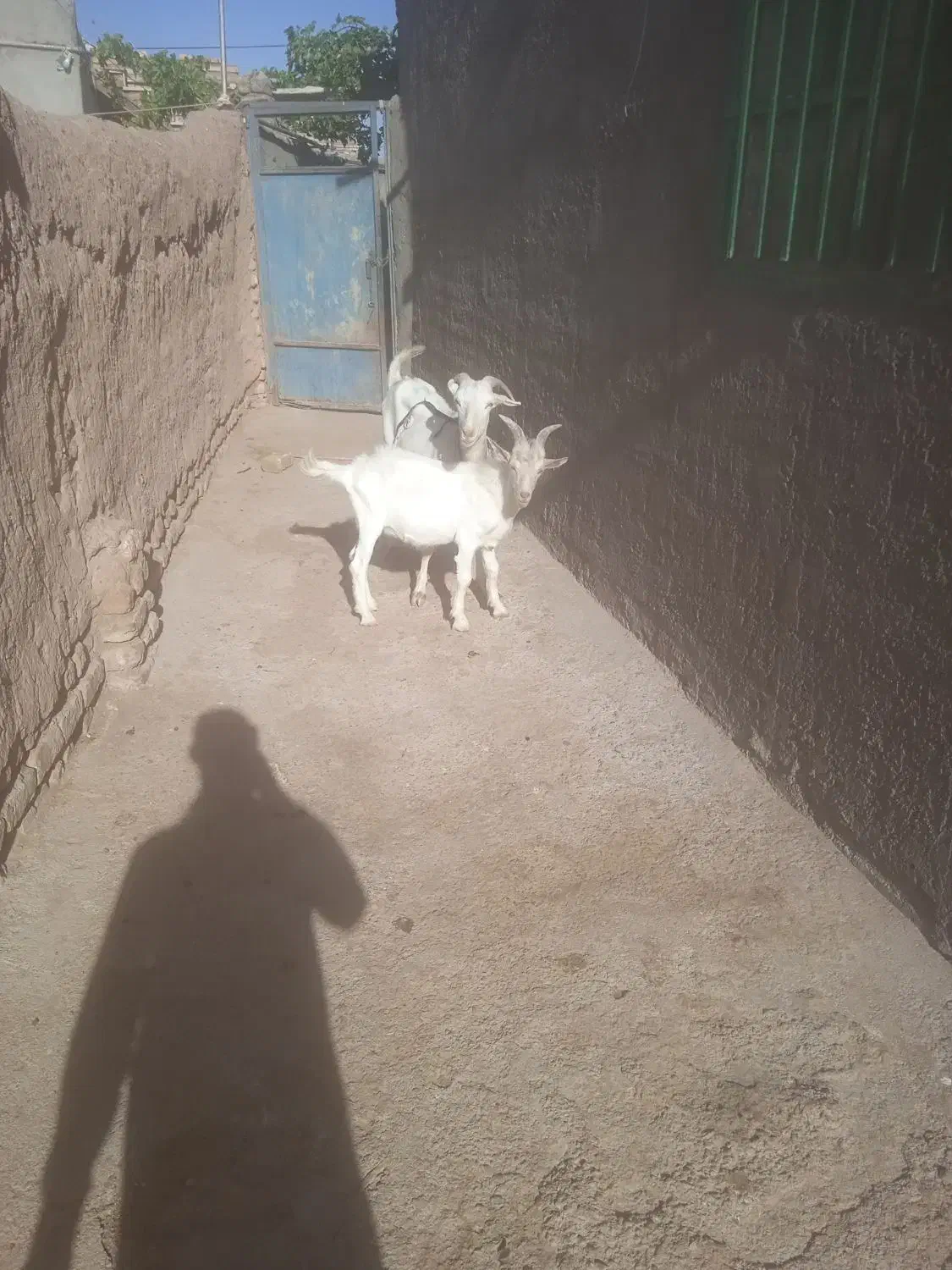 بز سانن دو دندان|حیوانات مزرعه|باخزر, |دیوار