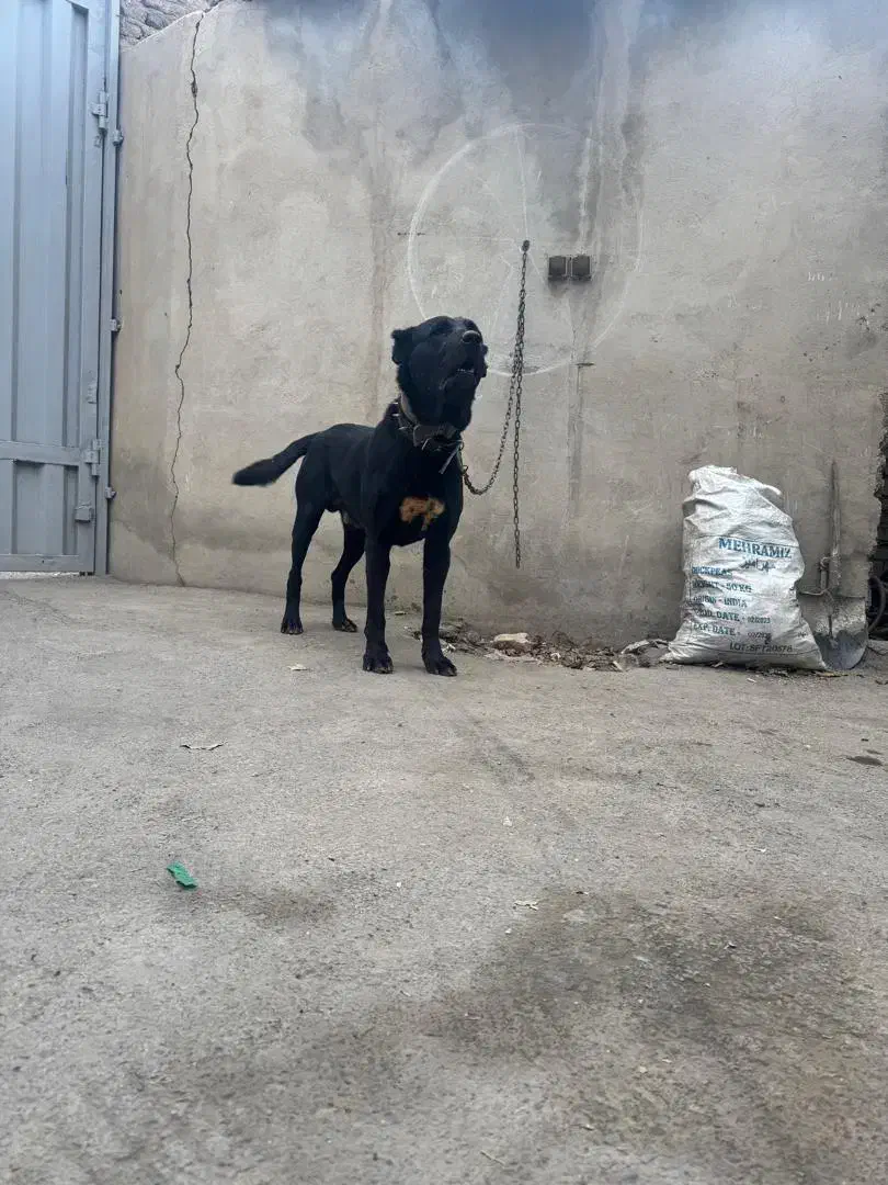 سرابی نر جفت یابی رایگان|سگ|ملارد, |دیوار