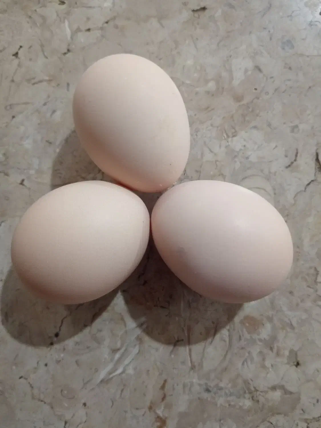 تخم مرغ نطفه دار از نژاد برهما هرعدد22000تومان|حیوانات مزرعه|نیریز, |دیوار
