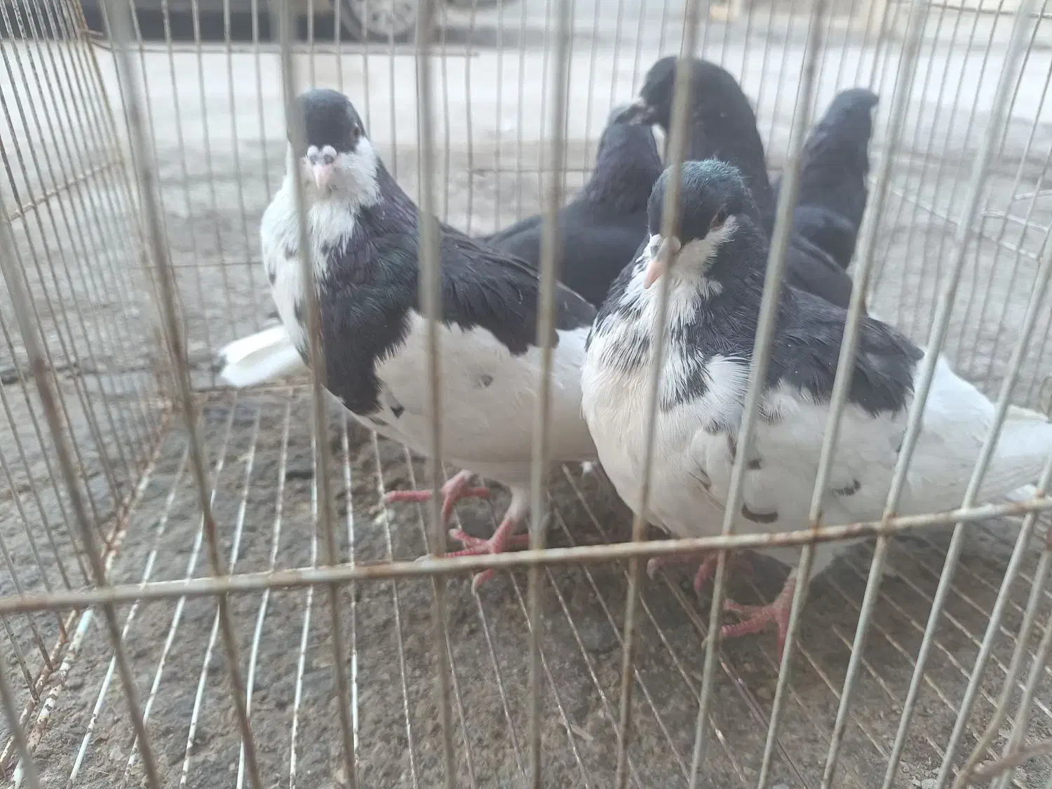 شهری|پرنده|شیراز, دارالرحمه|دیوار