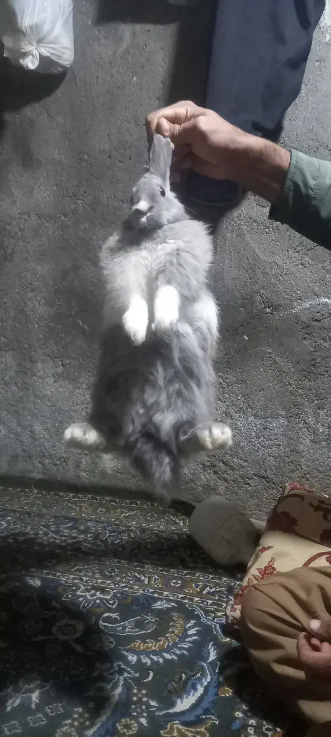 خرگوش اهلی|موش و خرگوش|قزوین, |دیوار