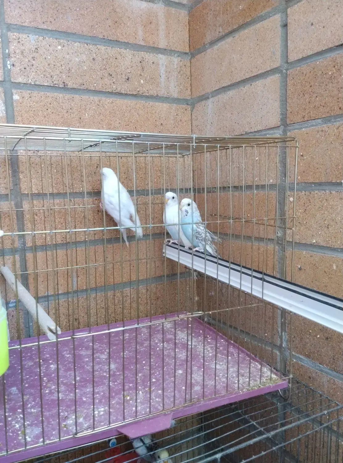 فروش 7عدد مرغ عشق انگلیسی|پرنده|شهرضا, |دیوار