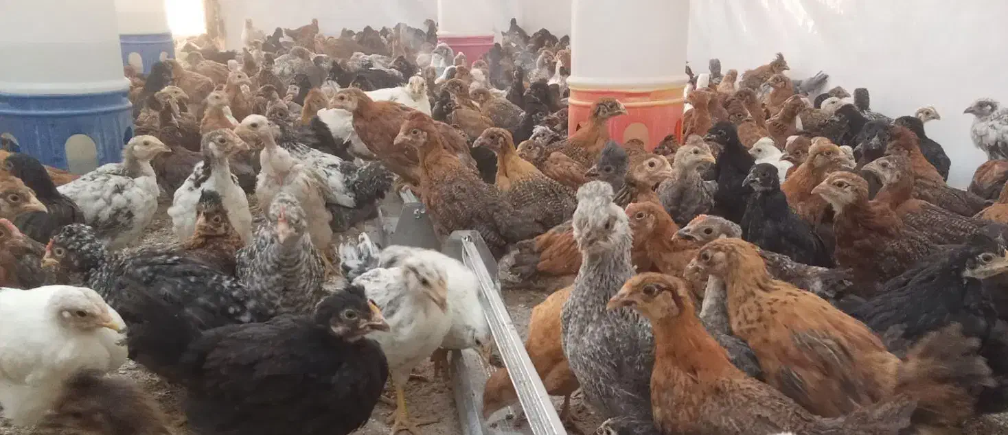 جوجه مرغ جهادی بوقلمون بیوتی گوشتی (خواجه)|حیوانات مزرعه|زابل, |دیوار