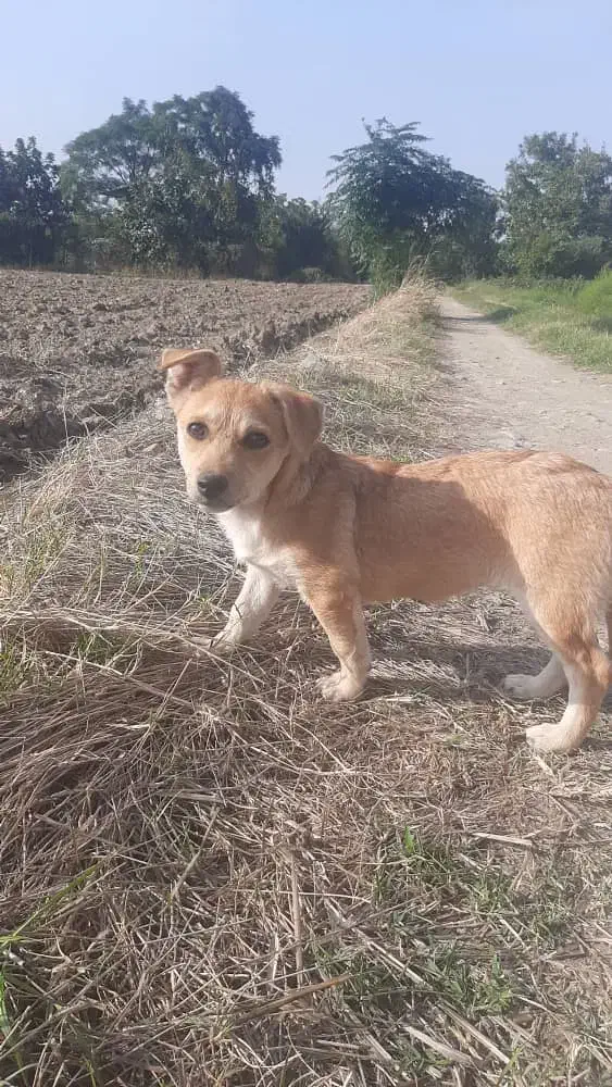 سگ پاکوتاه زیرک وخوشگل|سگ|گرگان, |دیوار