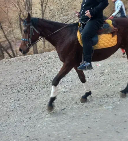 مادیان عرب|اسب و تجهیزات اسب‌سواری|تهران, دزاشیب|دیوار