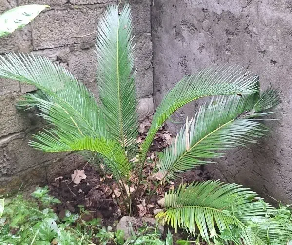 گل طبیعی|گل و گیاه طبیعی|رودبنه, |دیوار