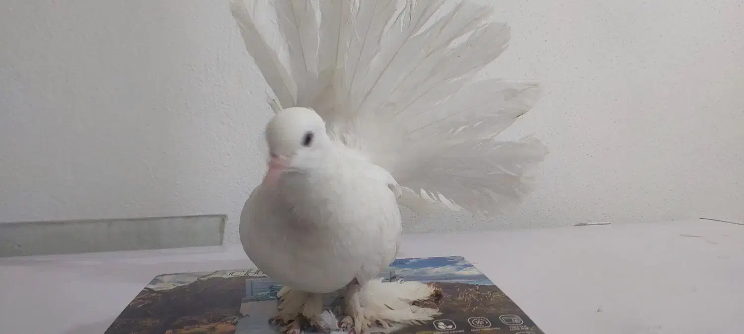 کبوتر دم چتری سفید نر اصل|پرنده|جم, |دیوار