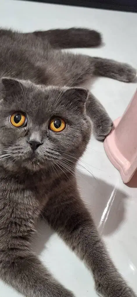 گربه ماده اسکاتیش|گربه|شهریار, شهریار|دیوار