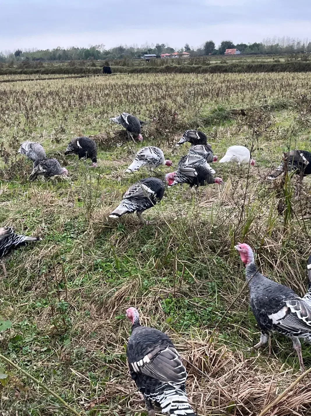 بوقلمون محلی نروماده|حیوانات مزرعه|طاهرگوراب, |دیوار