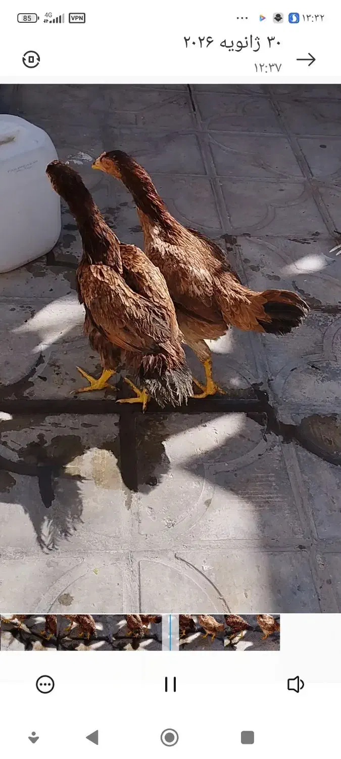 دو تا خروس لاری|حیوانات مزرعه|شیراز, دست خضر|دیوار