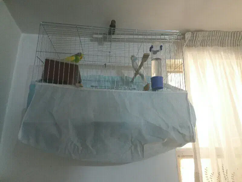 یک جفت مرغ عشق فروشی آماده تخم گذاری باسلام|پرنده|رباطکریم, شترخوار|دیوار