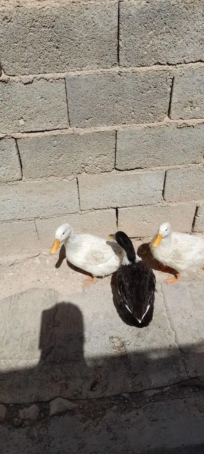 فروش اوردک|حیوانات مزرعه|طرهان, |دیوار