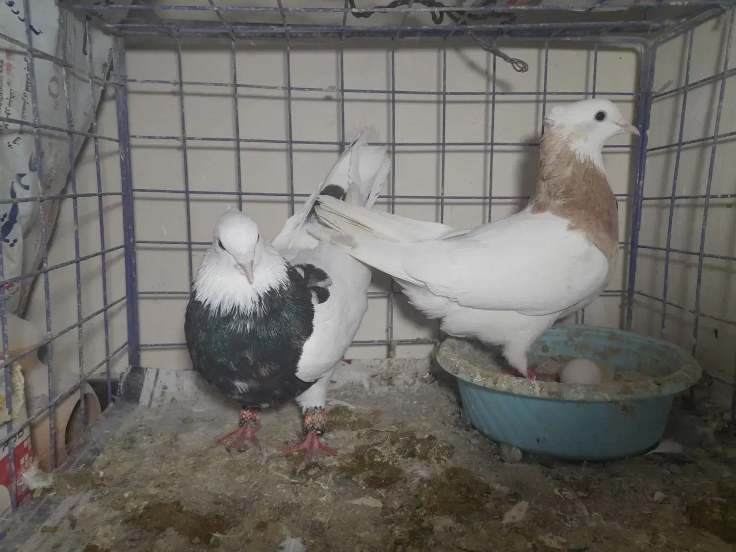 کفتر طوقی|پرنده|شهریار, شهریار|دیوار