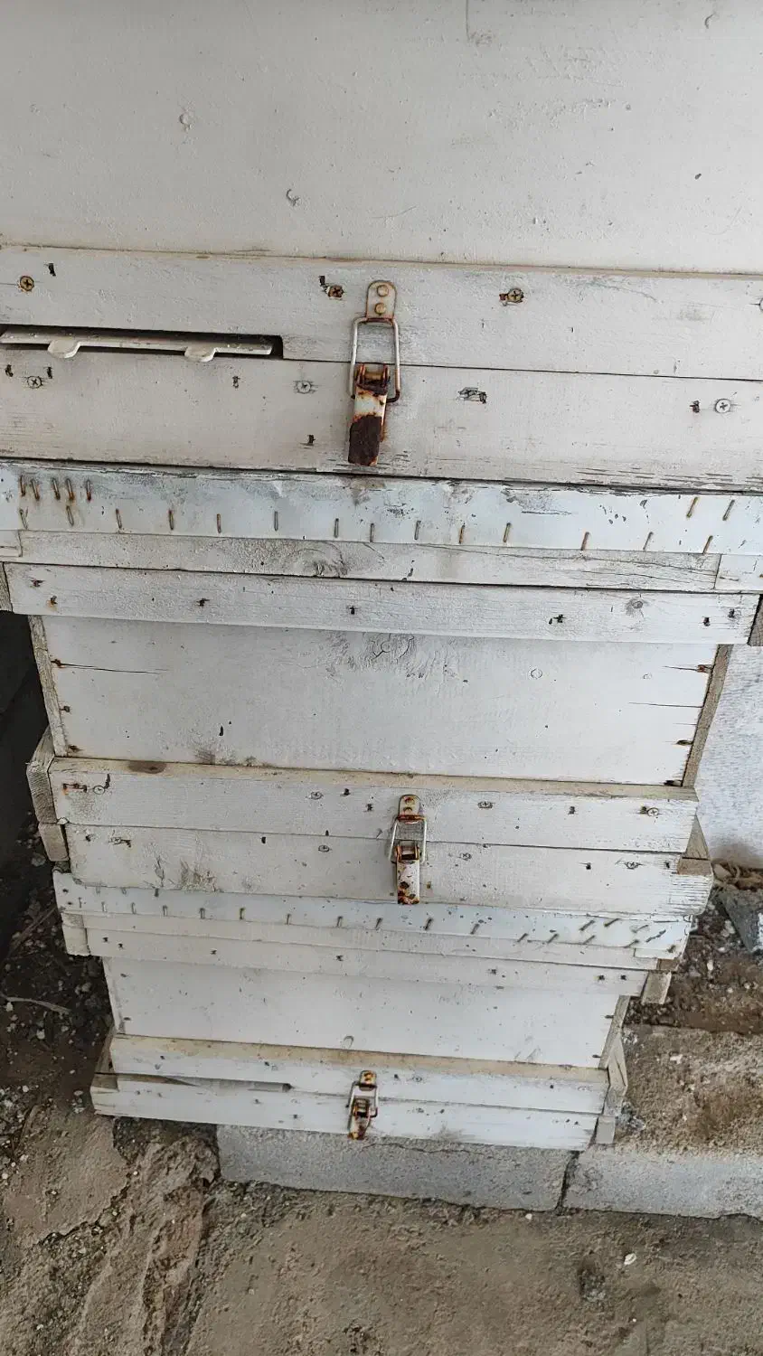 کندو|لوازم جانبی حیوانات|صوفیان, |دیوار