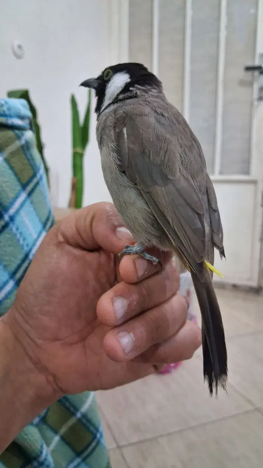 دم زرد|پرنده|اهواز, حصیرآباد|دیوار