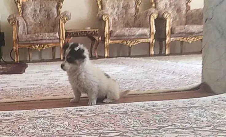 سگ کوچولو پامر اشپیتز|سگ|تبریز, |دیوار